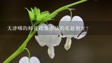 天津哪的鲜花批发市场的花最便宜？天津哪的鲜花批发市场的花最便宜
