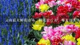 云南最大鲜花市场，鲜花论斤卖，哪来这么多鲜花？