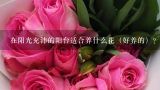 在阳光充沛的阳台适合养什么花（好养的）？红花藤本花卉，既能盆栽养护，阳台也能入手，是真的