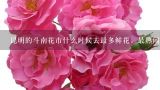 昆明的斗南花市什么时候去最多鲜花，最热闹,为什么云南斗南和广州岭南的花卉市场的鲜花交易要在