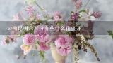 云南昆明六月份有些什么花盛开,云南鲜花饼哪个牌子最正宗？求推荐。