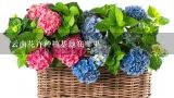 云南花卉种植基地在哪里,云南省最大的花卉基地在哪里？