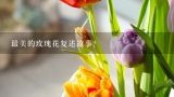 最美的玫瑰花复述故事？玫瑰花种类图片及名称是什么？