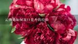云南是如何出口花卉的经验,2018年云南花卉出口额