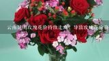云南昆明玫瑰花价持续走高，导致玫瑰花价格上涨的原,云南昆明玫瑰花价是多少？