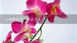 云南鲜花饼一句话文案,云南鲜花饼原材料