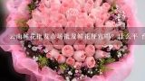 云南鲜花批发市场批发鲜花便宜吗？什么平 台好一点？开花店要从哪里批发鲜花？云南鲜花批发渠道在哪里找？