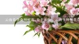 云南春季食用鲜花;春季来临，云南多种鲜花成为美食佳肴