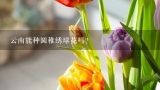 云南能种圆稚绣球花吗？云南适合种什么花