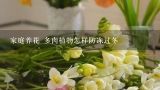 家庭养花 多肉植物怎样防冻过冬