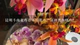 昆明斗南花卉市场的花卉产品种类有哪些?