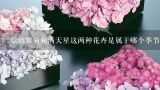 原创雏菊和满天星这两种花卉是属于哪个季节?