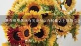 我在哪里找到有关龙川百合鲜花店主题的信息?