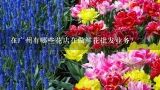 在广州有哪些花店在做鲜花批发业务?