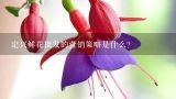 定兴鲜花批发的营销策略是什么?