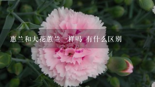 惠兰和大花蕙兰一样吗 有什么区别