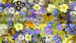 怎样从云南批发鲜花