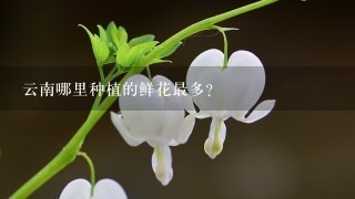 云南哪里种植的鲜花最多?
