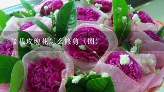 盆栽玫瑰花怎么修剪（图）