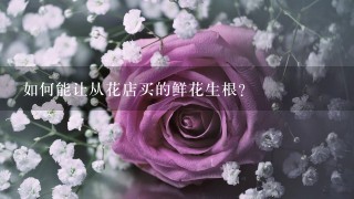 如何能让从花店买的鲜花生根？