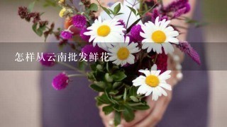 怎样从云南批发鲜花