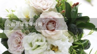 云南兰花发芽时间