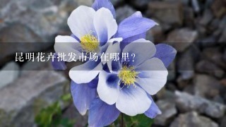 昆明花卉批发市场在哪里？