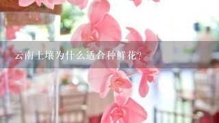 云南土壤为什么适合种鲜花？