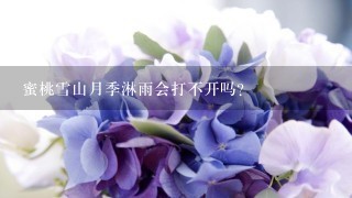 蜜桃雪山月季淋雨会打不开吗？