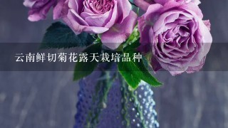 云南鲜切菊花露天栽培品种