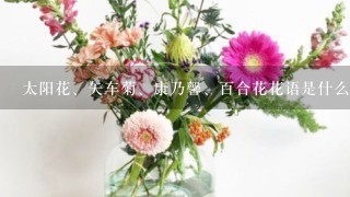 太阳花、矢车菊、康乃馨、百合花花语是什么？