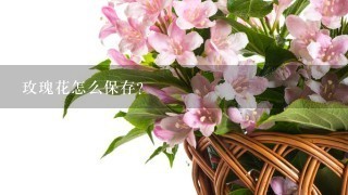 玫瑰花怎么保存？