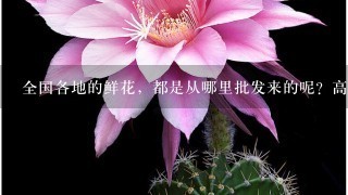 全国各地的鲜花，都是从哪里批发来的呢？高档花卉，