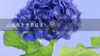 云南那个季节最美?