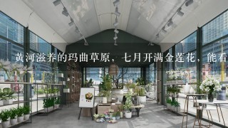 黄河滋养的玛曲草原，七月开满金莲花，能看到羊群吗