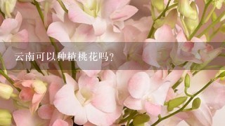 云南可以种植桃花吗?