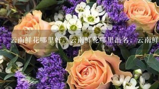 云南鲜花哪里好，云南鲜花哪里出名，云南鲜花哪里可以买得到。