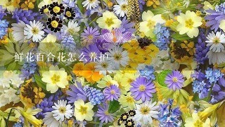 鲜花百合花怎么养护