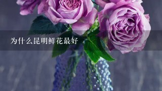 为什么昆明鲜花最好