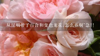 从昆明带了百合和变色龙花,怎么养啊~急!!