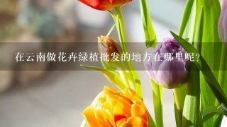 在云南做花卉绿植批发的地方在哪里呢？