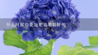 什么时候给花施肥效果最好呢