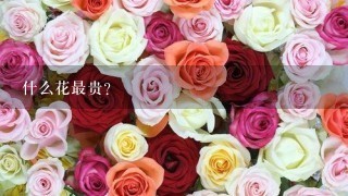 什么花最贵？