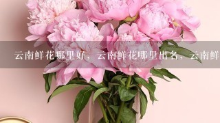 云南鲜花哪里好，云南鲜花哪里出名，云南鲜花哪里可以买得到。