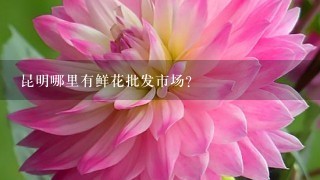 昆明哪里有鲜花批发市场?