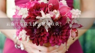 云南红皮花生什么时间收获？