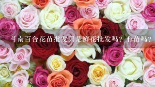 斗南百合花苗批发只是鲜花批发吗？有苗吗？