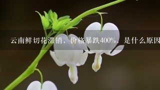 云南鲜切花滞销，价格暴跌400%，是什么原因导致的？