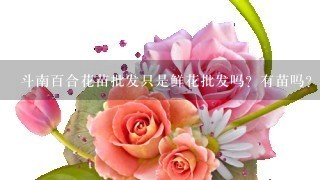 斗南百合花苗批发只是鲜花批发吗？有苗吗？