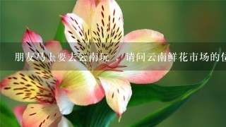 朋友马上要去云南玩 ，请问云南鲜花市场的位置和介绍?急!